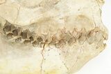 Fossil Oreodont (Merycoidodon) Skull - South Dakota #217197-5